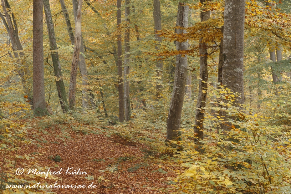 Herbst (Baeume)_0047