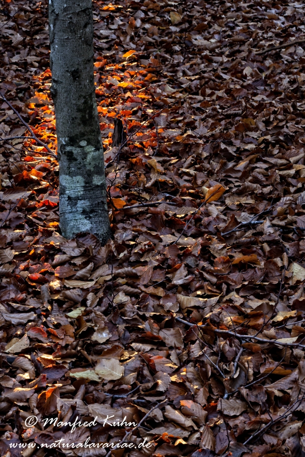 Herbst (Bäume)_0055