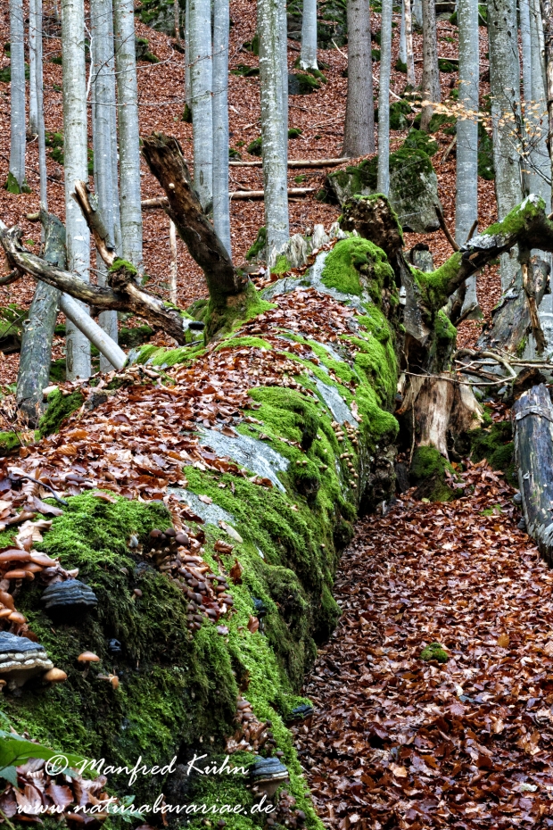 Herbst (Bäume)_0057