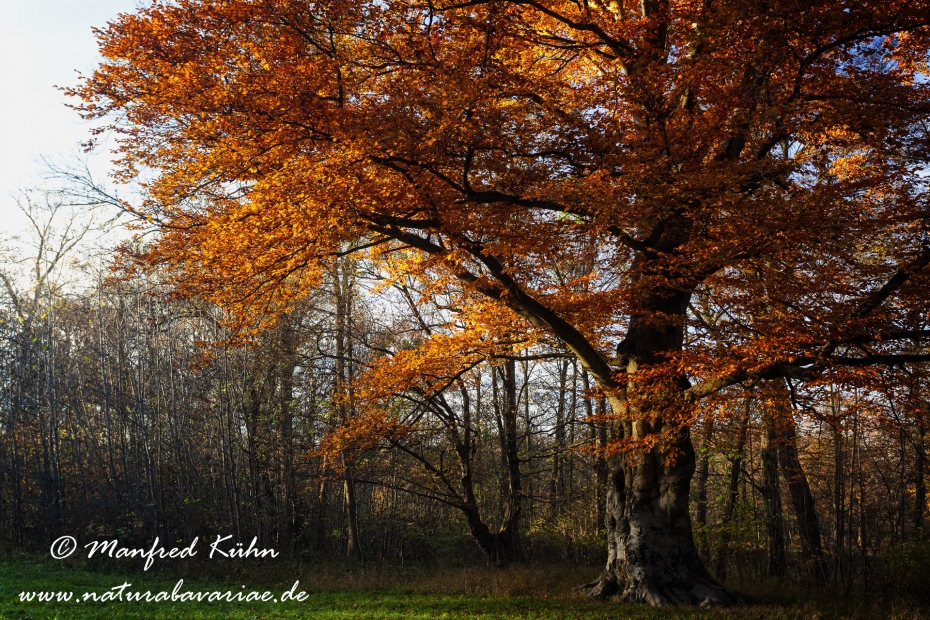 Herbst (Bäume)_0062