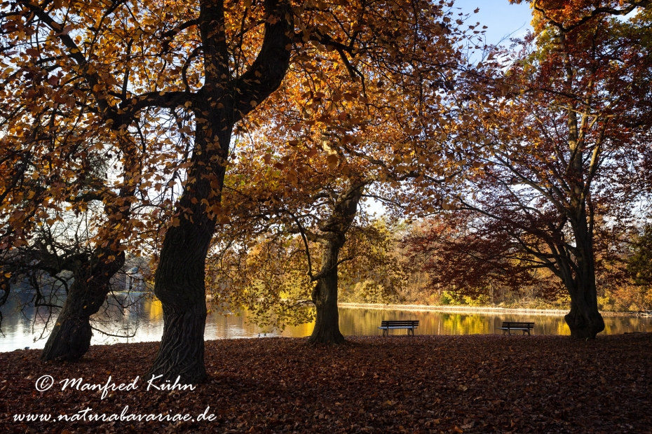 Herbst (Bäume)_0063