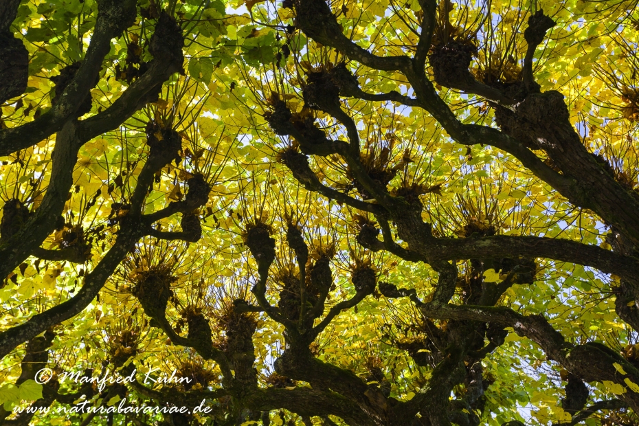 Herbst (Laub)_0028