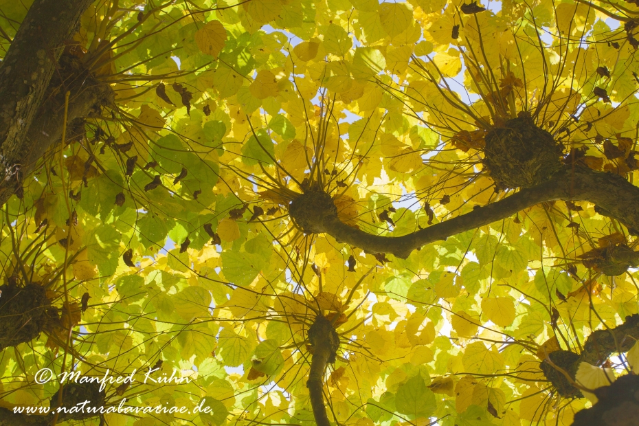 Herbst (Laub)_0034
