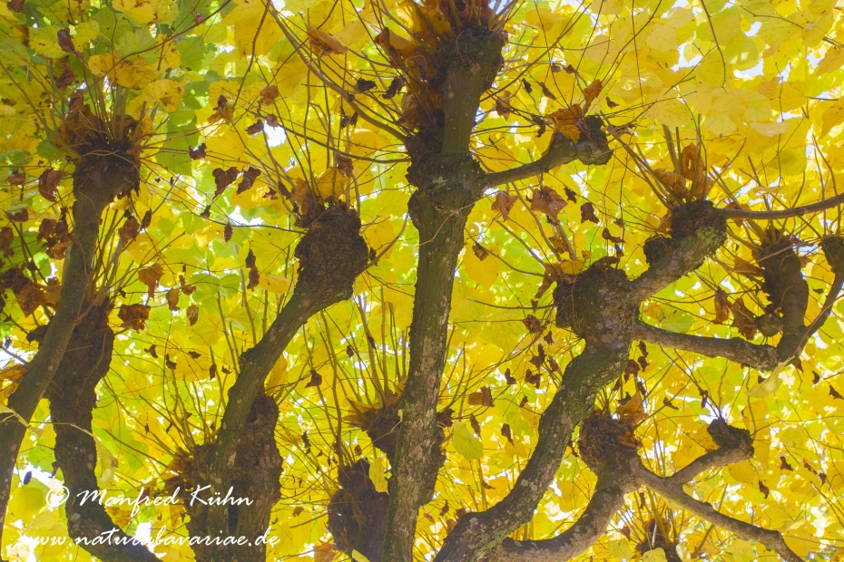 Herbst (Laub)_0035