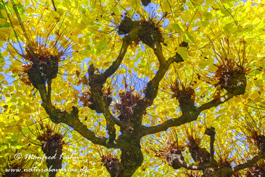 Herbst (Laub)_0037