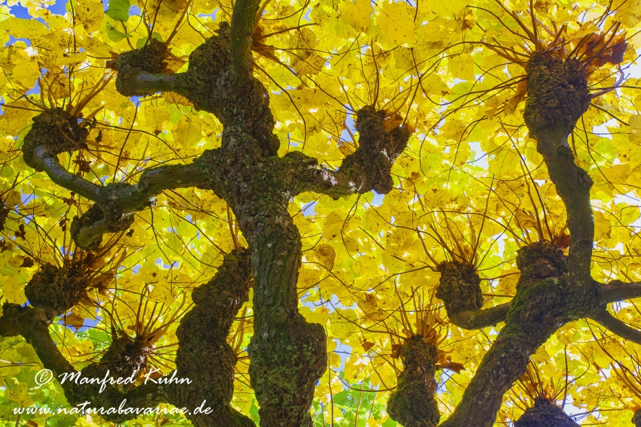 Herbst (Laub)_0040
