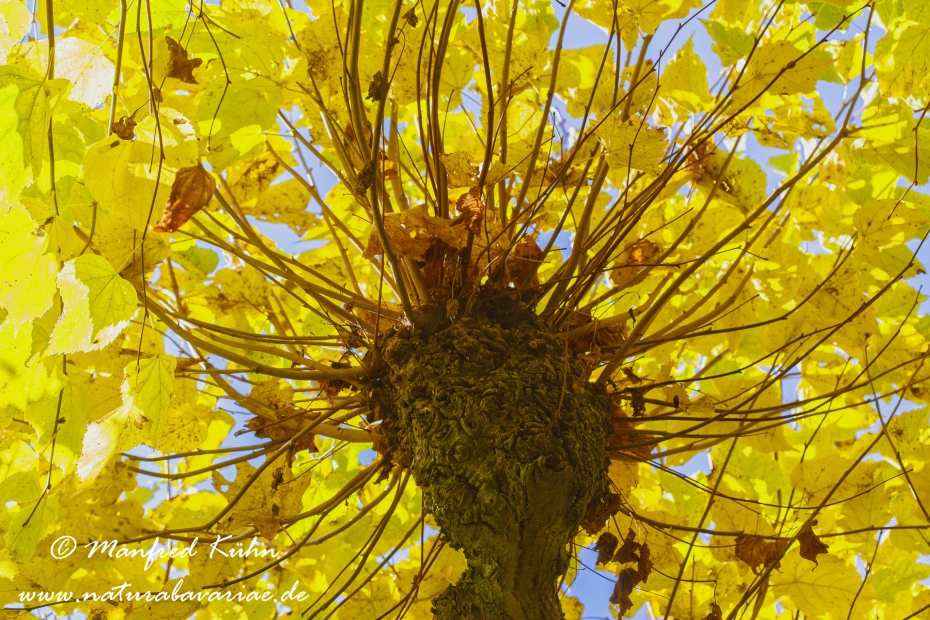 Herbst (Laub)_0054
