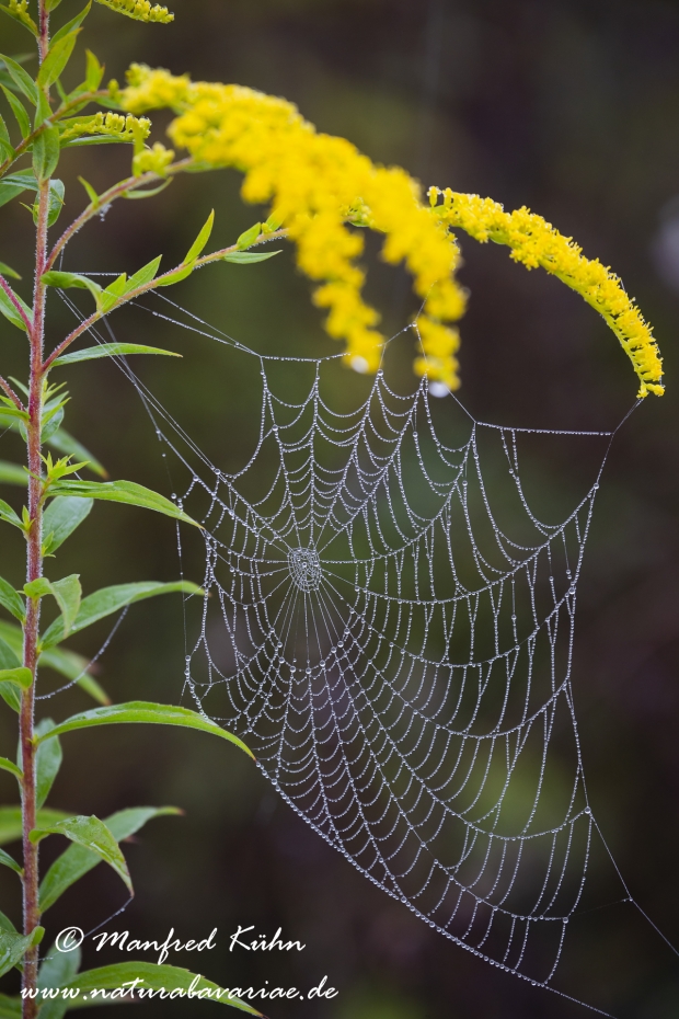 Herbst (Spinnennetz)_0041