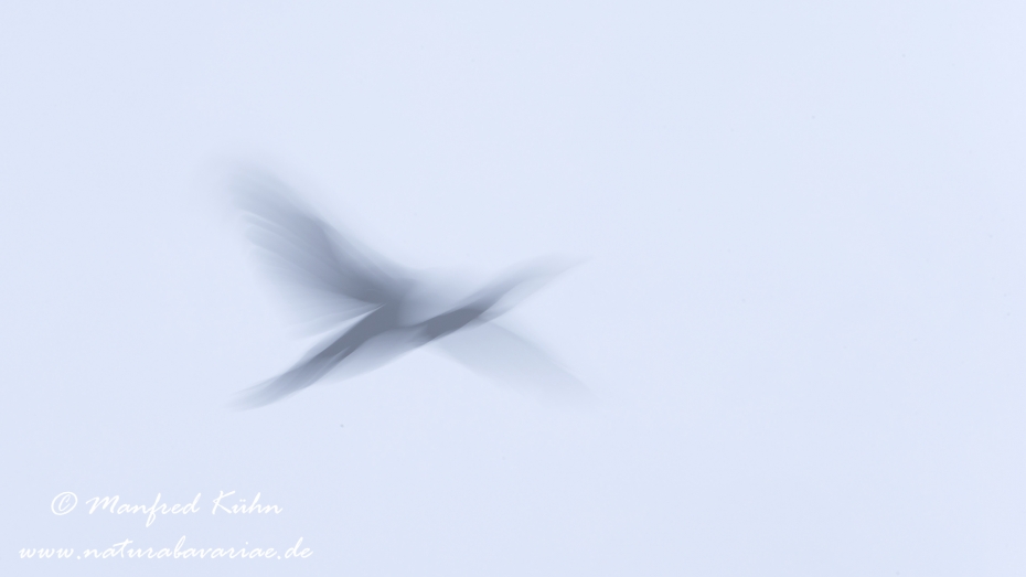 Wischer (Kormoran)_0001
