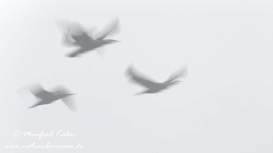 Wischer (Kormoran)_0005