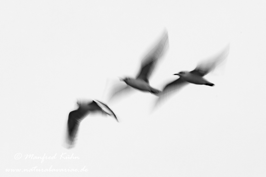 Wischer (Lachmöwe)_0004