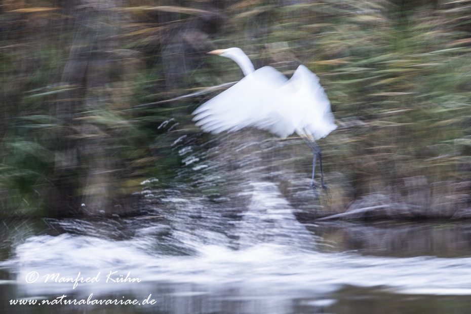Wischer (Silberreiher)_0007