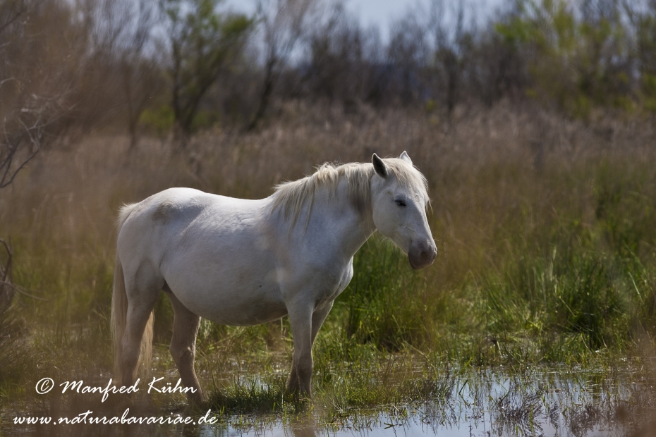 Camarque-Pferd ()_0040