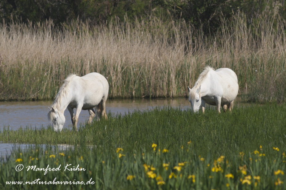 Camarque-Pferd ()_0059
