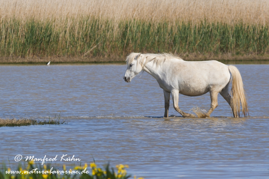 Camarque-Pferd ()_0061