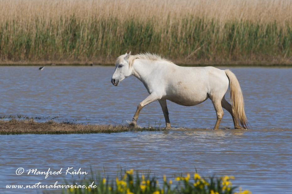 Camarque-Pferd ()_0063