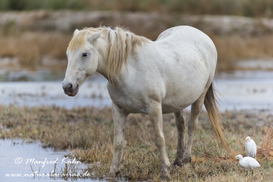 Camarque-Pferd ()_0081