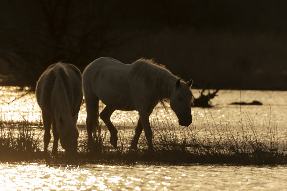 Camarque-Pferd ()_0093