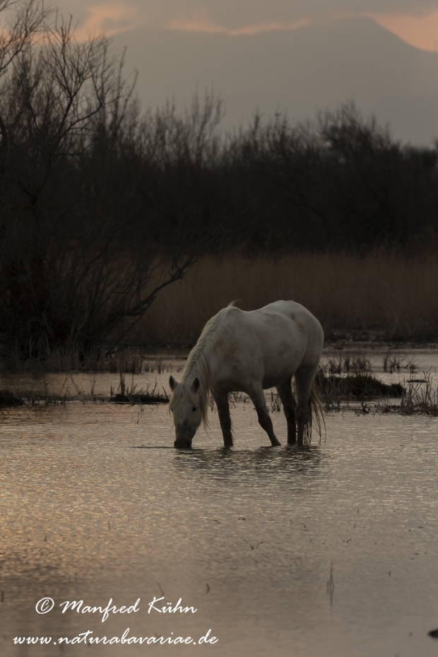 Camarque-Pferd ()_0107