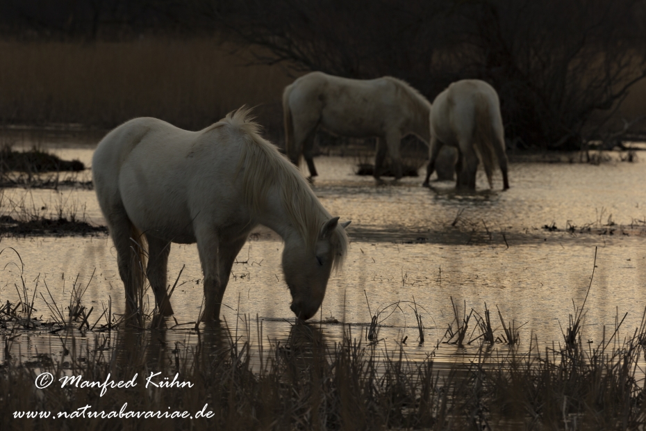 Camarque-Pferd ()_0108