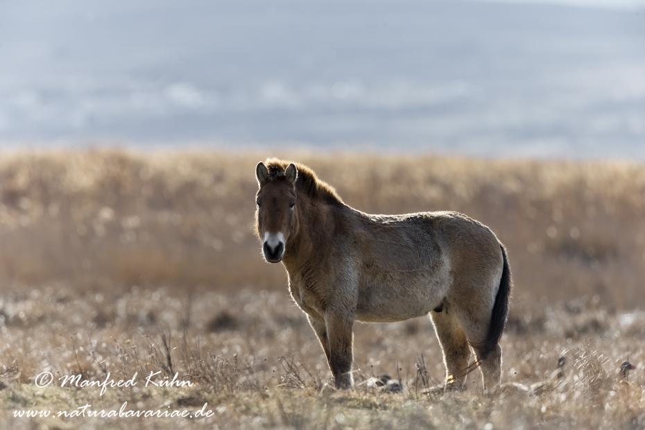 Przewalskipferd ()_0037