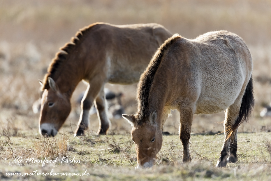 Przewalskipferd ()_0042