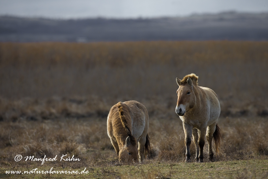 Przewalskipferd ()_0047
