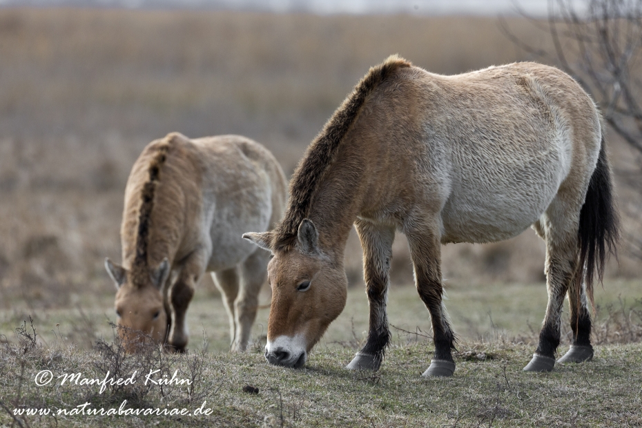 Przewalskipferd ()_0055