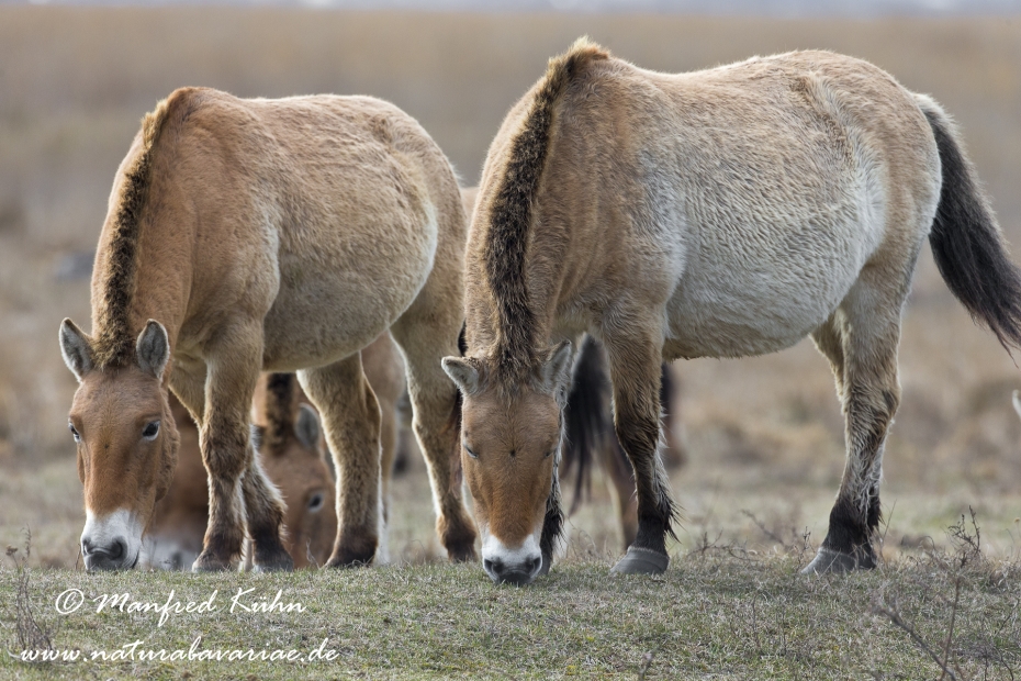 Przewalskipferd ()_0056