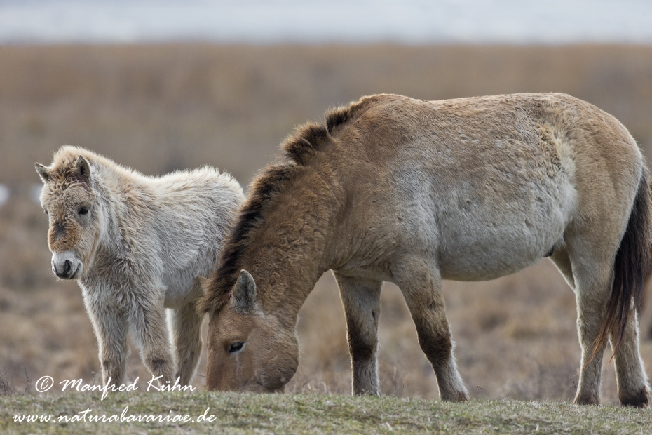 Przewalskipferd ()_0061