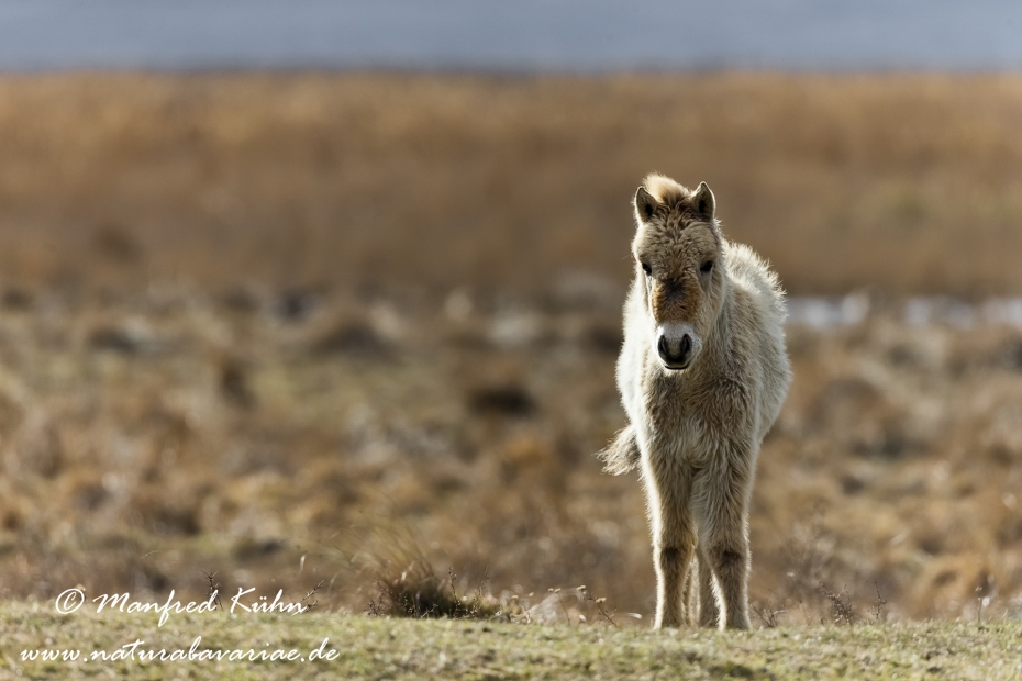 Przewalskipferd ()_0069