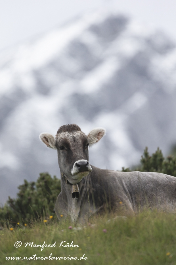 Rind (Allgaeuer)_0006
