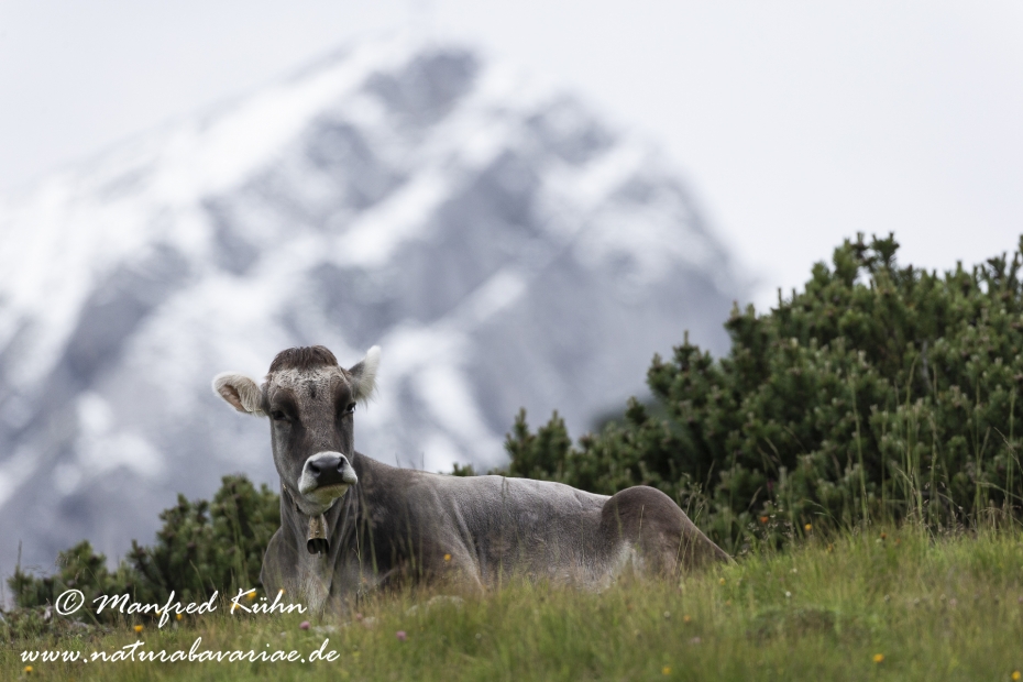 Rind (Allgaeuer)_0007
