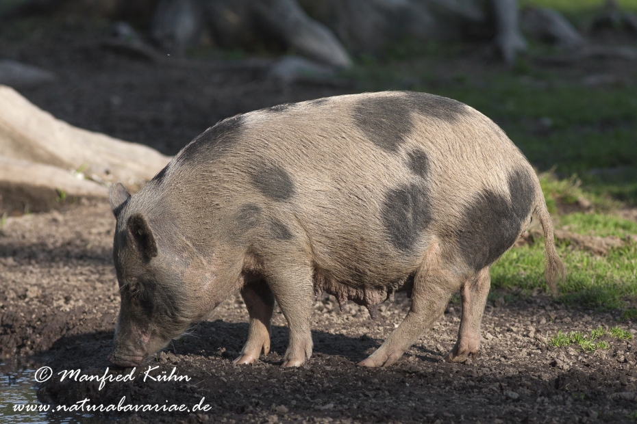 Haengebauchschwein ()_0003