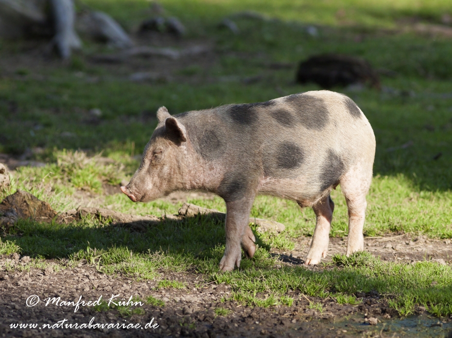 Haengebauchschwein ()_0005