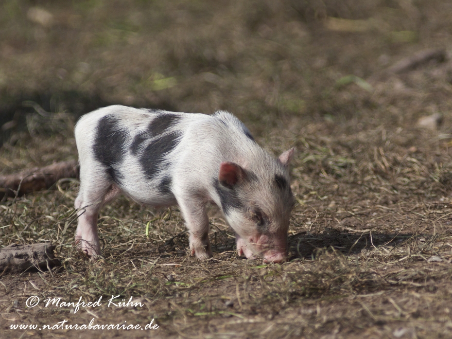 Haengebauchschwein ()_0010