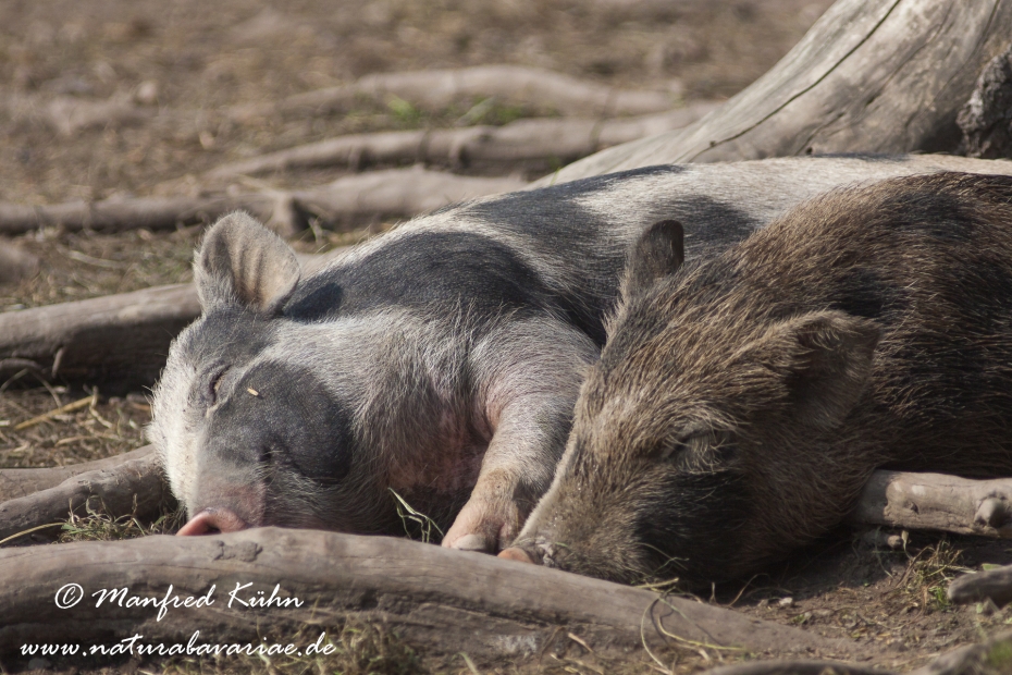 Haengebauchschwein ()_0011