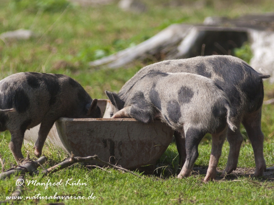 Haengebauchschwein ()_0012
