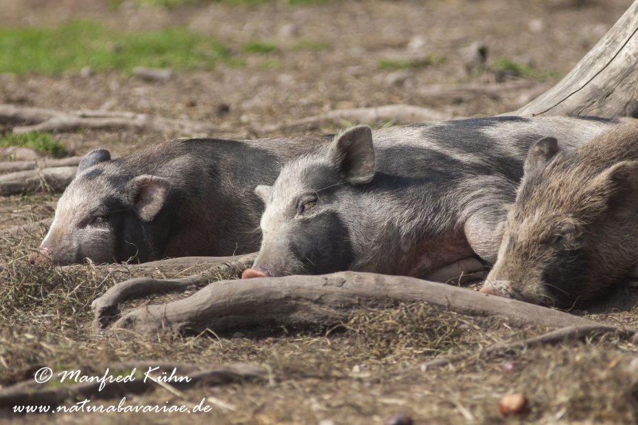 Haengebauchschwein ()_0014