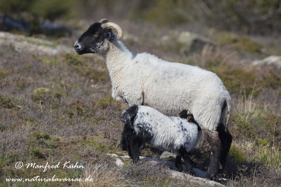 Hausschaf (Norfolk Horn)_0001