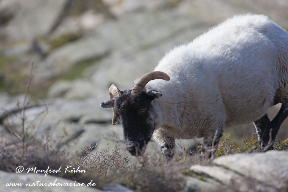 Hausschaf (Norfolk Horn)_0002