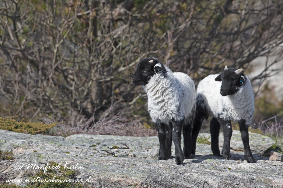 Hausschaf (Norfolk Horn)_0004