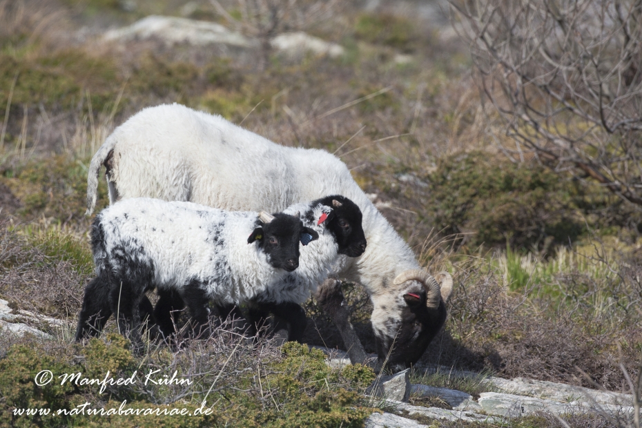 Hausschaf (Norfolk Horn)_0006