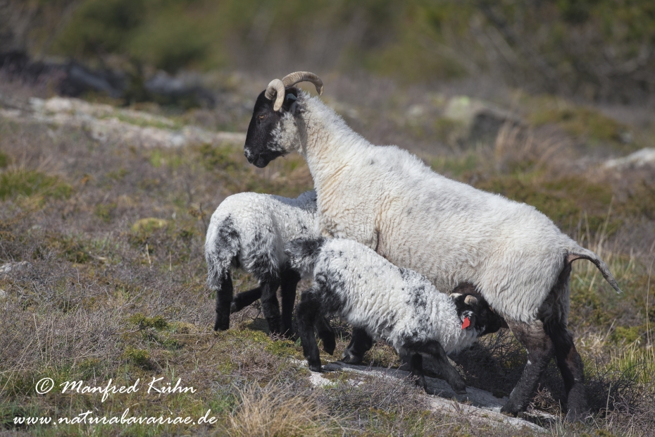 Hausschaf (Norfolk Horn)_0013
