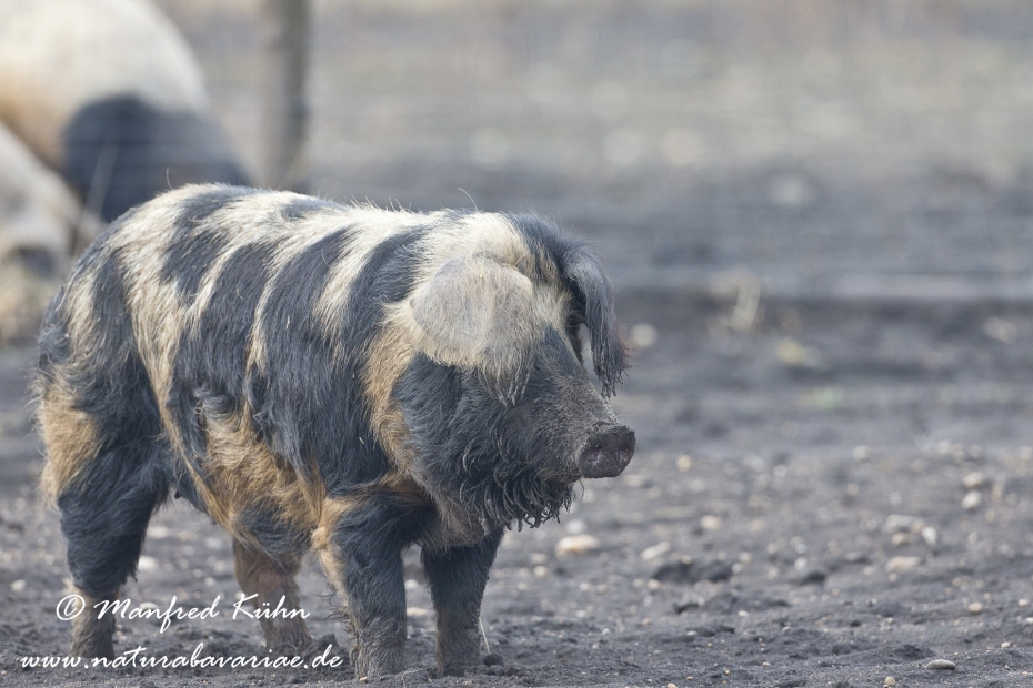 Mangalitzaschwein ()_0001