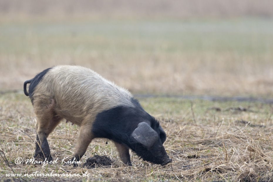 Mangalitzaschwein ()_0002