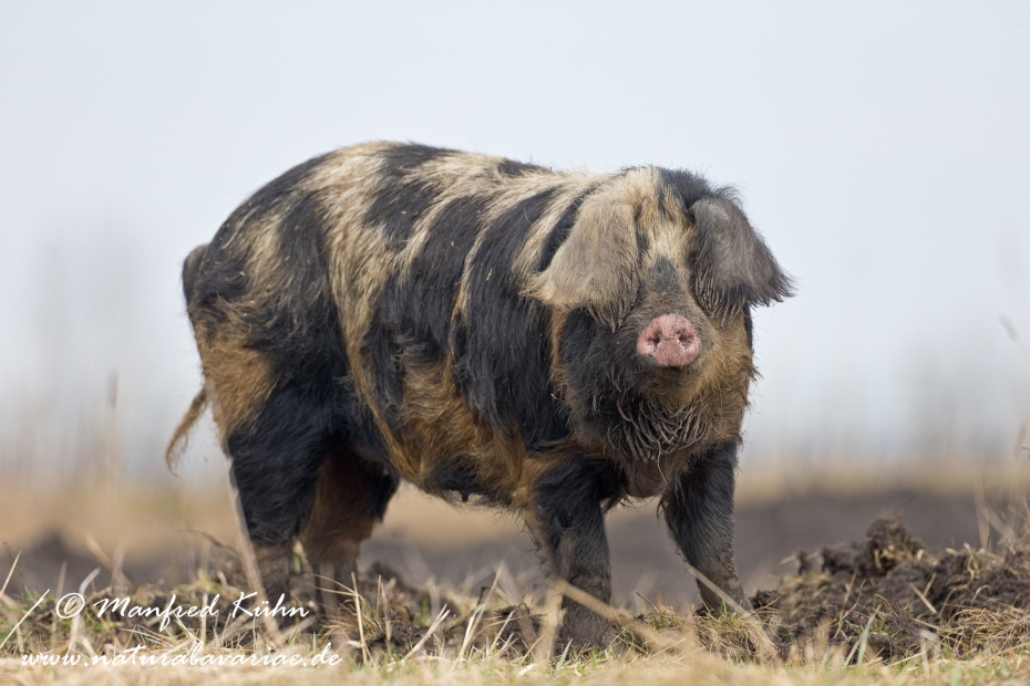 Mangalitzaschwein ()_0006