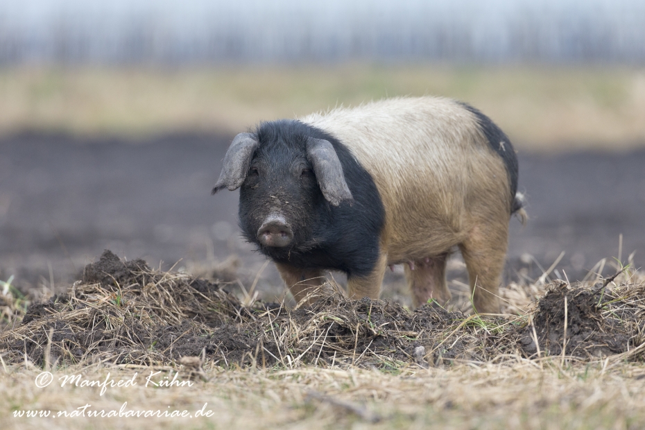 Mangalitzaschwein ()_0008