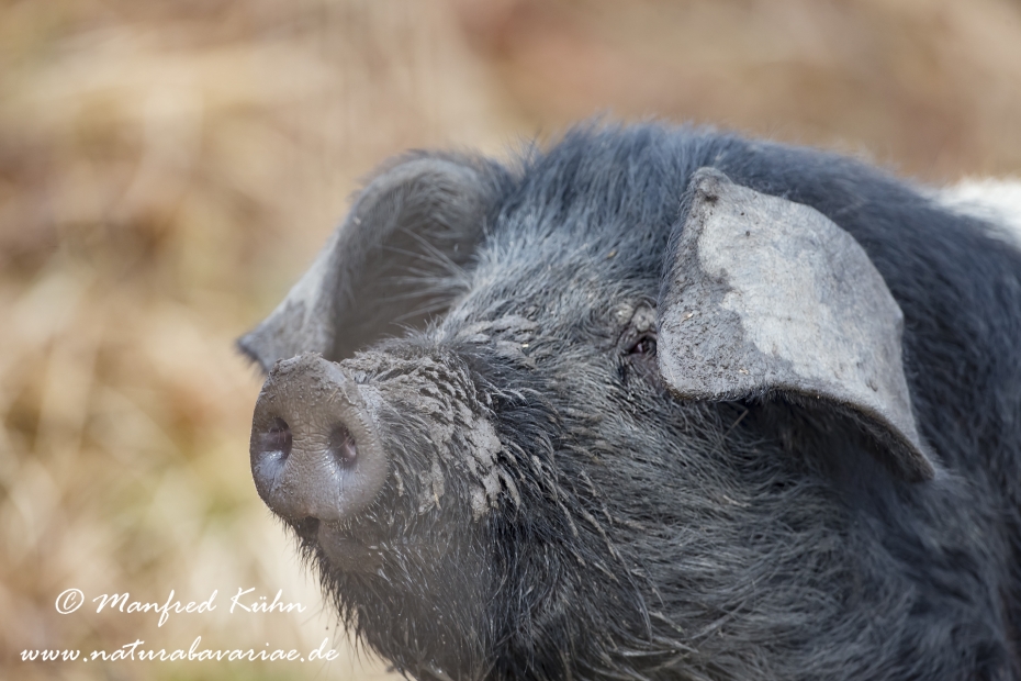 Mangalitzaschwein ()_0009