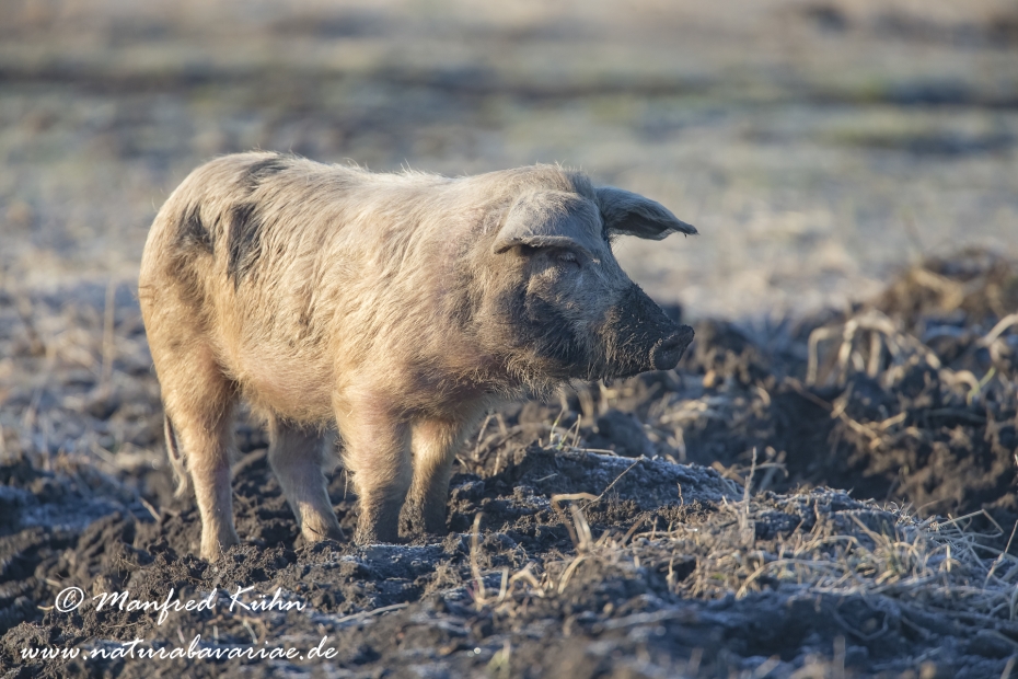Mangalitzaschwein ()_0010